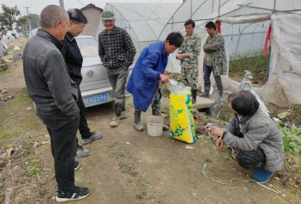 图片1图1 生姜施用洋丰硫生态级肥料，吸引周边种植户围观.jpg