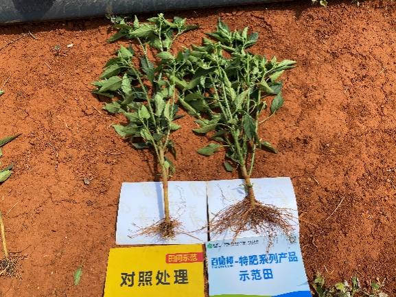 5月5日，植株对比.jpg
