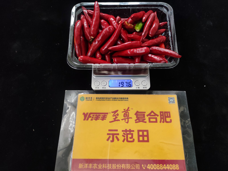 9月26日示范田整株鲜果重：197.6g，亩产395kg_副本.jpg